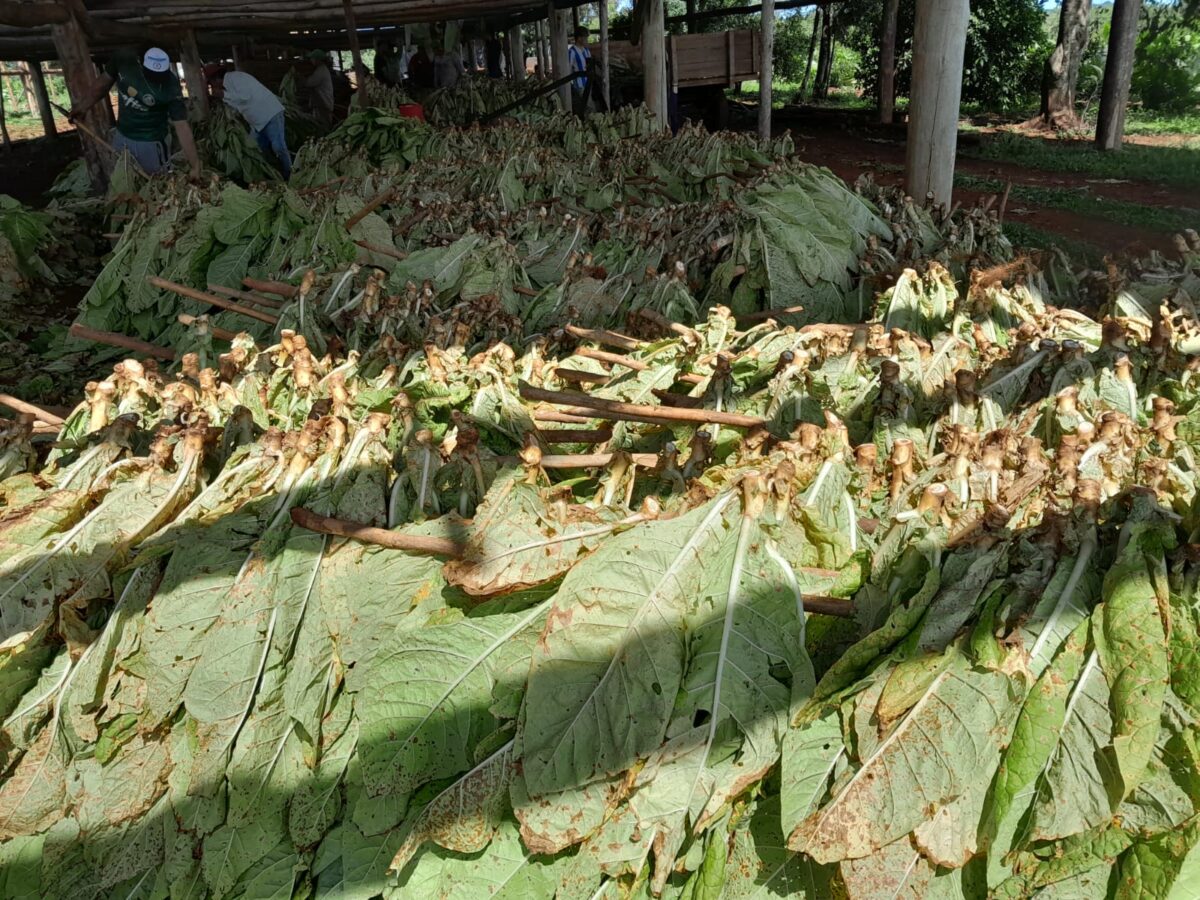 Histórica cosecha de tabaco burley producido mediante la aplicación de bioinsumos en Misiones