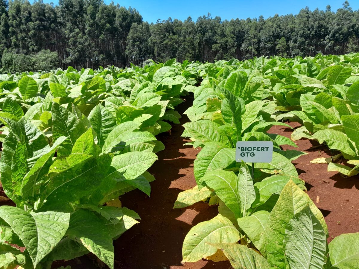 Histórica cosecha de tabaco burley producido mediante la aplicación de bioinsumos en Misiones