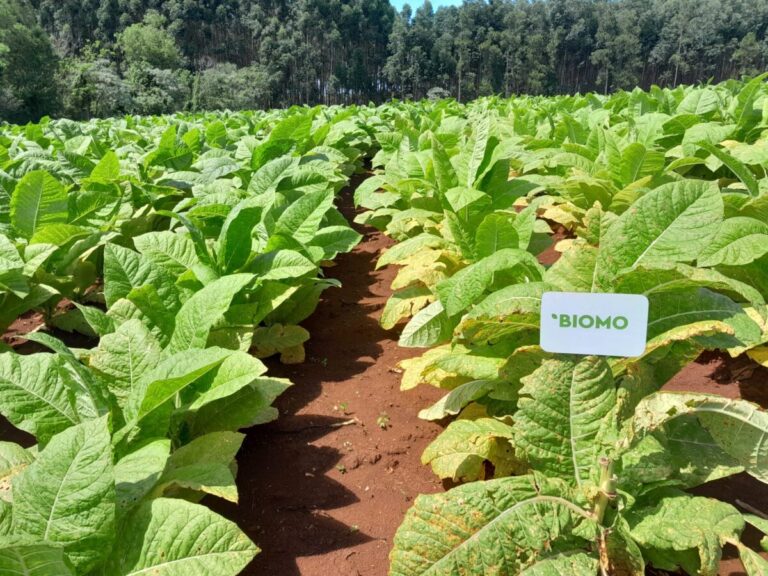 cosecha de tabaco burley producido mediante la aplicación de bioinsumos (3)