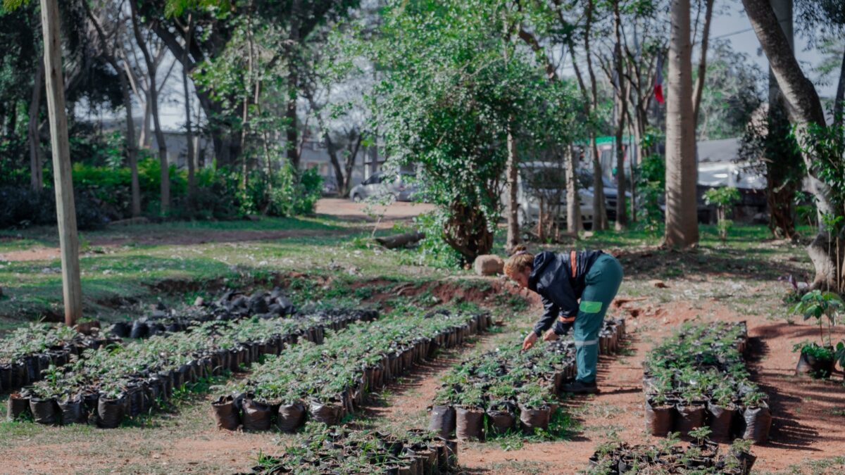 Fomentan la forestación y el cuidado del ambiente desde el Vivero Municipal de Posadas