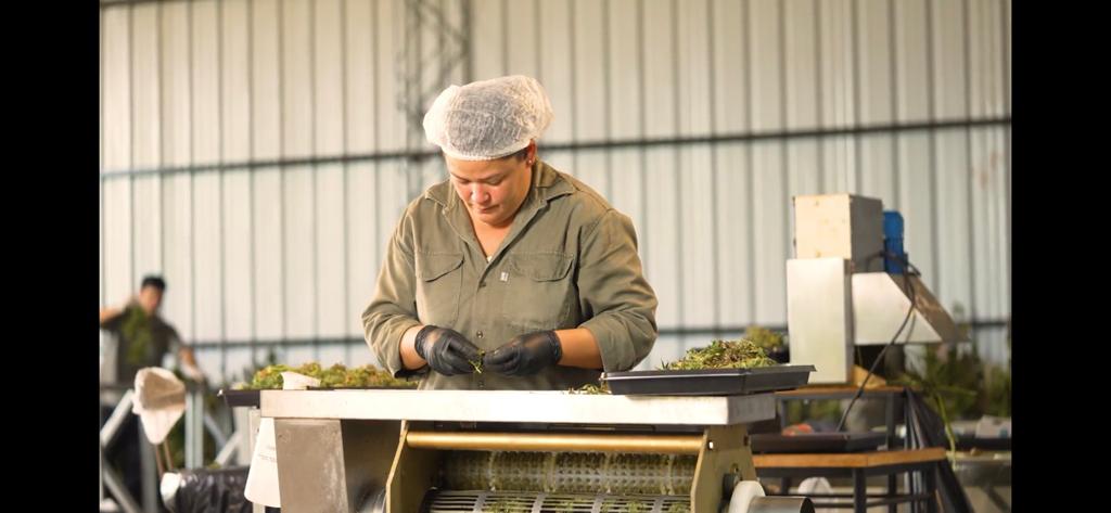 Nueva cosecha de cannabis medicinal en la Biofábrica Misiones 1 2 - Nueva cosecha de cannabis medicinal en la Biofabrica Misiones 1 - 1