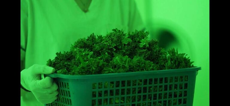 Nueva cosecha de cannabis medicinal en la Biofábrica Misiones