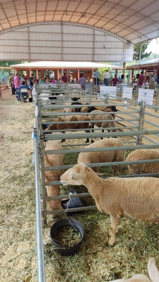 Se realizo con exito el segundo remate de ganaderia menor en San Antonio 3 - 3