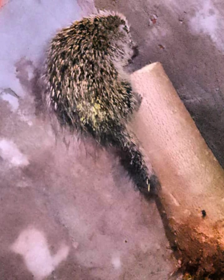 Policías rescataron animales silvestres en Posadas y Garupá 4 8 - animales rescatados 1 - 7