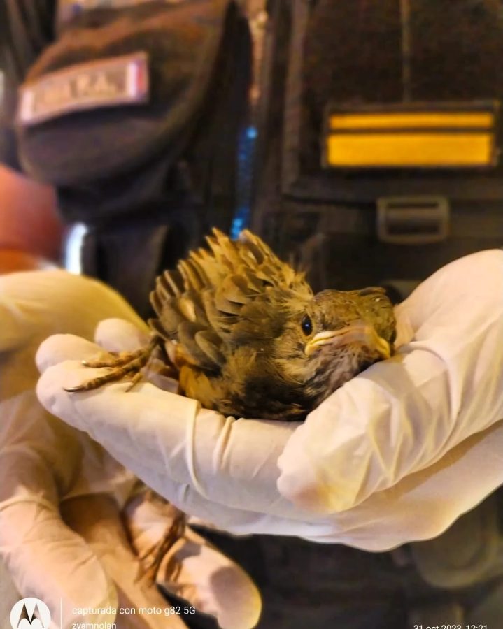 animales rescatados 2 - 1