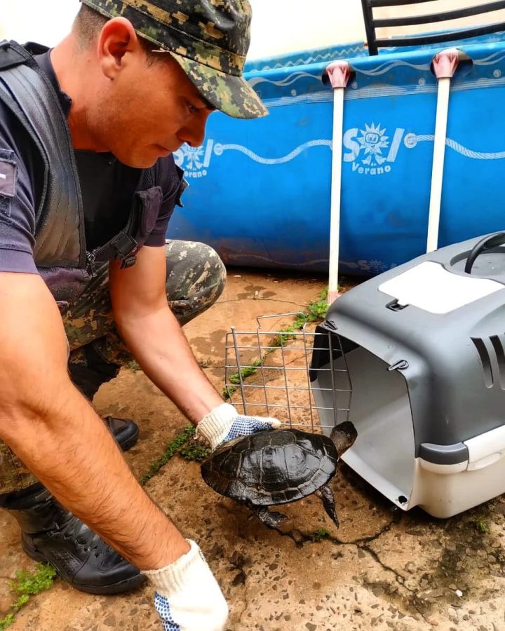 animales rescatados 3 - 3