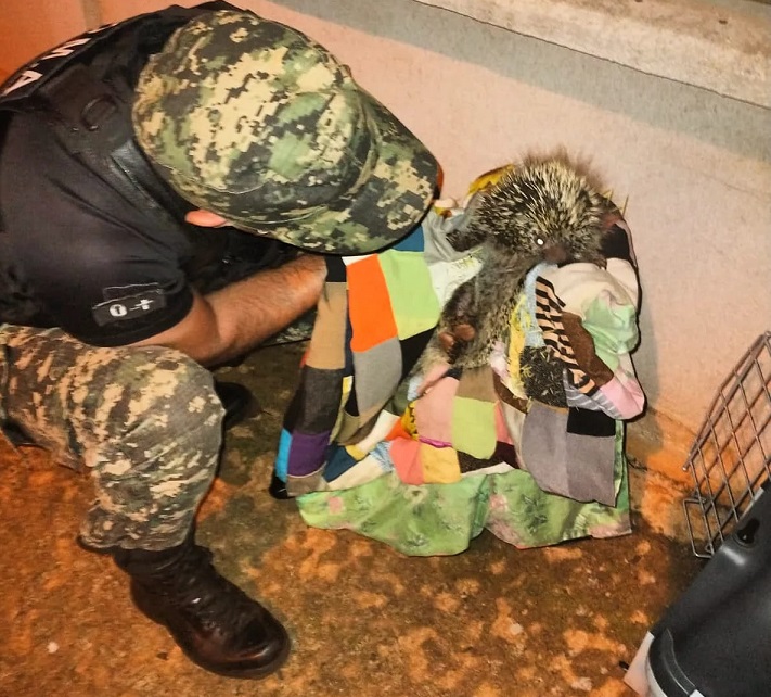 Policías rescataron animales silvestres en Posadas y Garupá