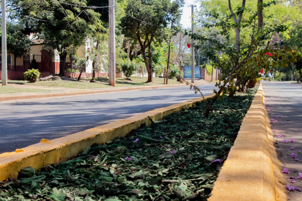 Mediante el proceso de chipeado, se recuperaron más de 40 mil metros cuadrados de suelo en Posadas