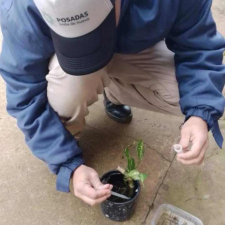 medidas preventivas contra el Aedes aegypti tras las lluvias en Posadas 2 - 1