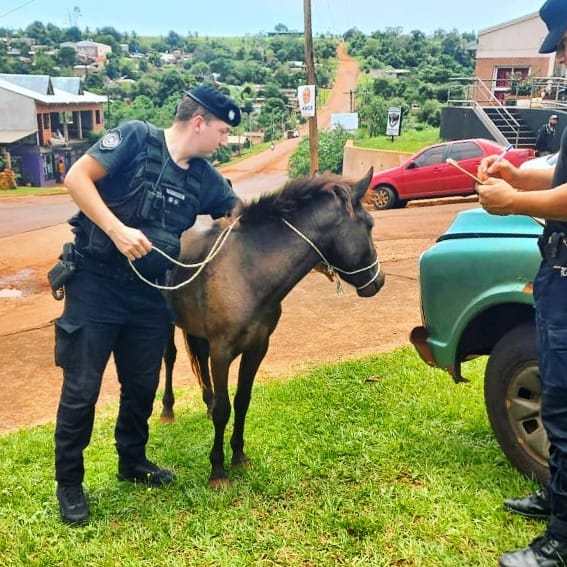 Operativo Territorial Misiones: detenidos, animales rescatados y elementos recuperados