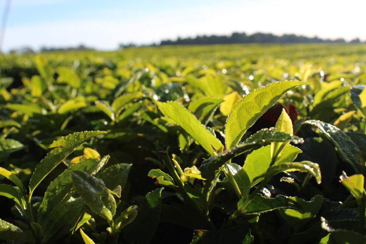 Actualizaron un 30% el precio del brote de té desde el inicio de la zafra