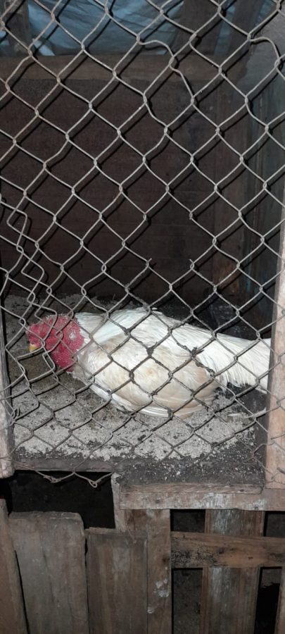 rina de gallos 1 - 1