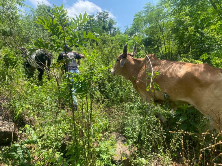 Recuperaron dos vacas robadas a un colono en 25 de Mayo