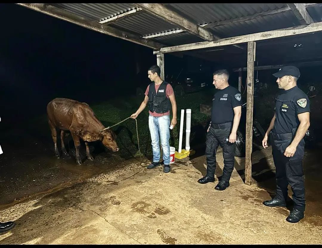 Operativos rurales: recuperaron un animal vacuno que era transportado en una camioneta