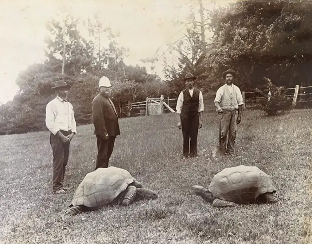 A sus 191 años, Jonathan se convirtió en la tortuga más antigua del mundo a nivel histórico
