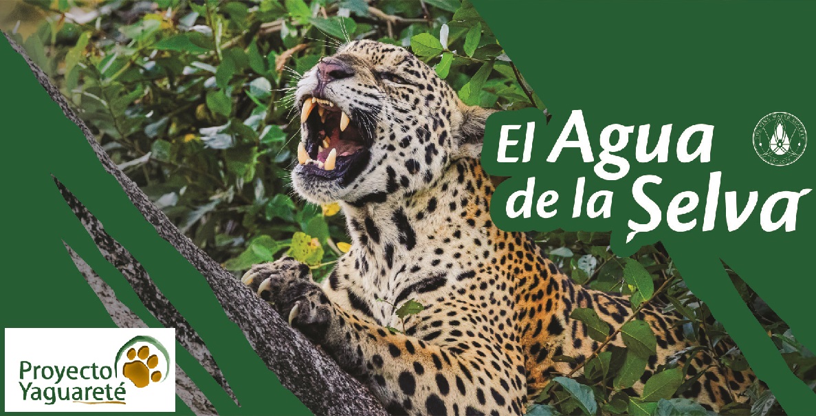 Agua de las Misiones apadrina a “Proyecto Yaguareté”, un compromiso con la preservación de la especie y su hábitat