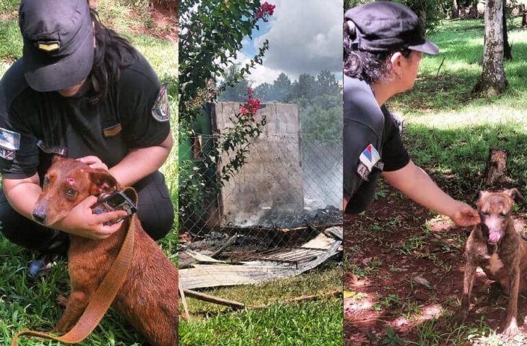 Eldorado: tres perros atrapados en un incendio fueron rescatados por la Policía