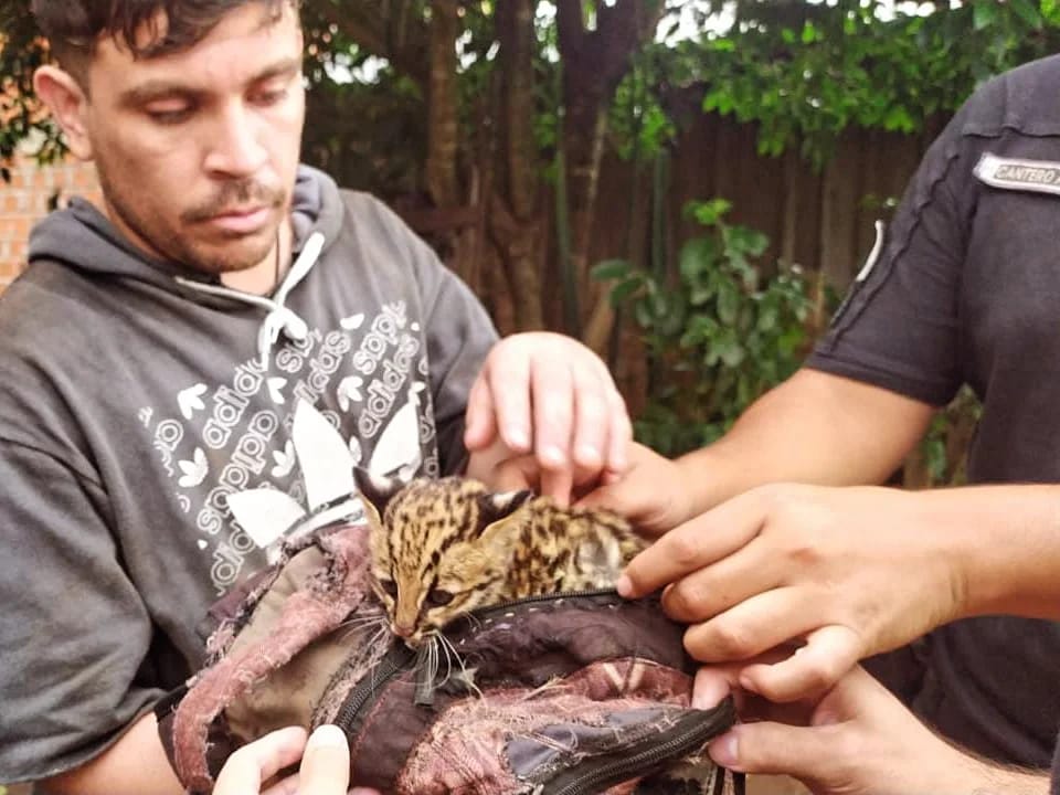 Policias rescataron a animales y los devolvieron a sus habitats 1 - 7