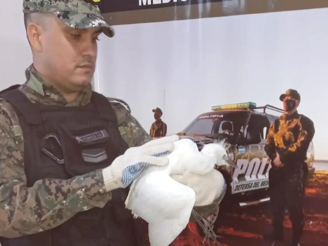 Policías rescataron a animales y los devolvieron a sus hábitats