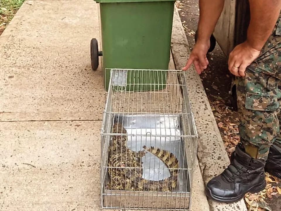 Policias rescataron a animales y los devolvieron a sus habitats 3 - 5