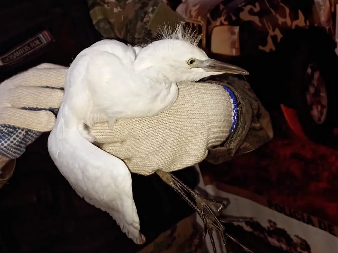 Policias rescataron a animales y los devolvieron a sus habitats 4 - 3