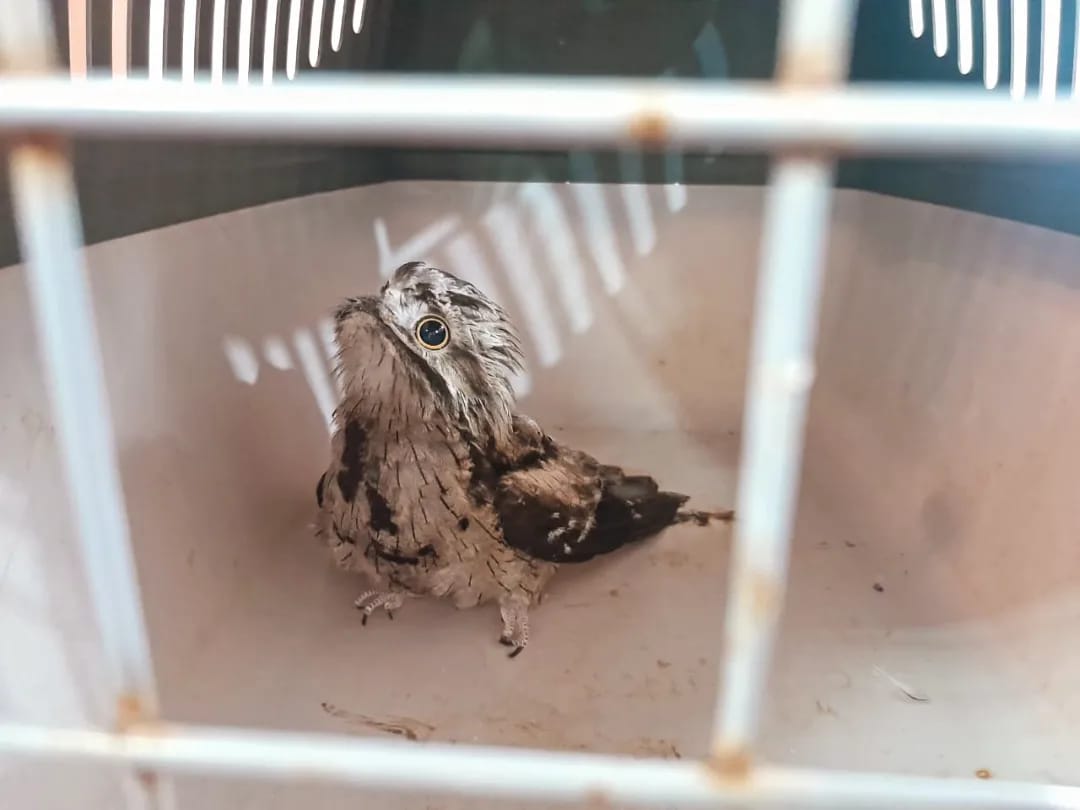 Policias rescataron a animales y los devolvieron a sus habitats 5 - 1