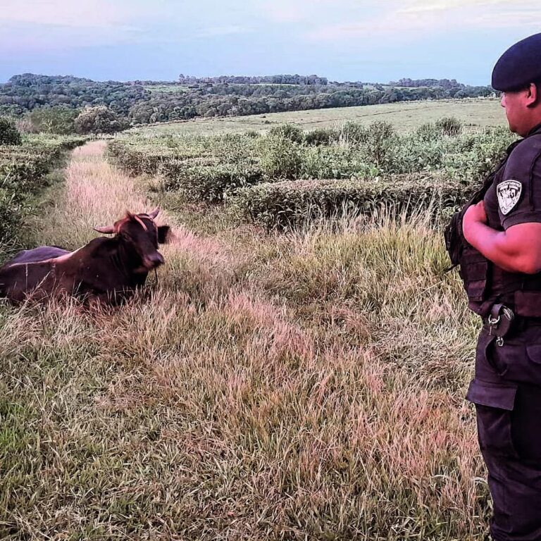 Policías recuperaron dos animales vacunos robados minutos antes a un colono en Campo Grande