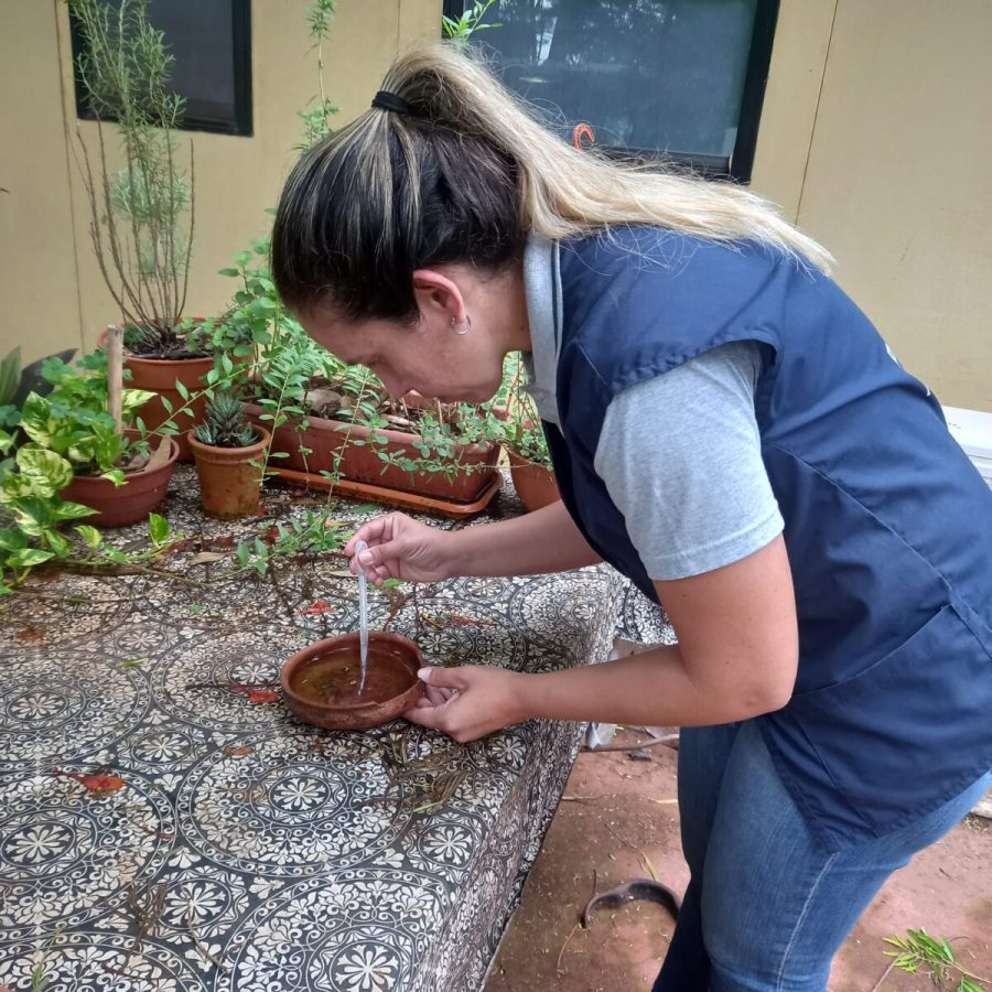 Dengue: ante el incremento de casos, Posadas intensifica acciones para reducir la población del Aedes aegypti 1 2 - dengue en posadas 1 - 1