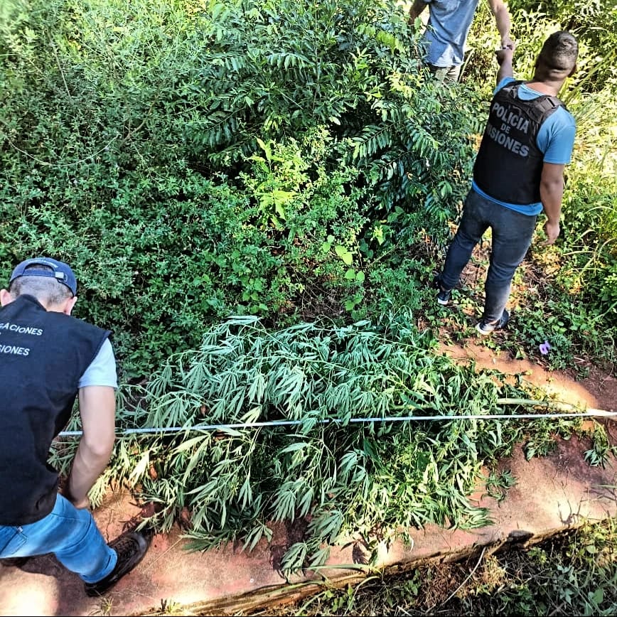 Secuestraron marihuana valuada en más de $120 millones en Montecarlo y San Pedro