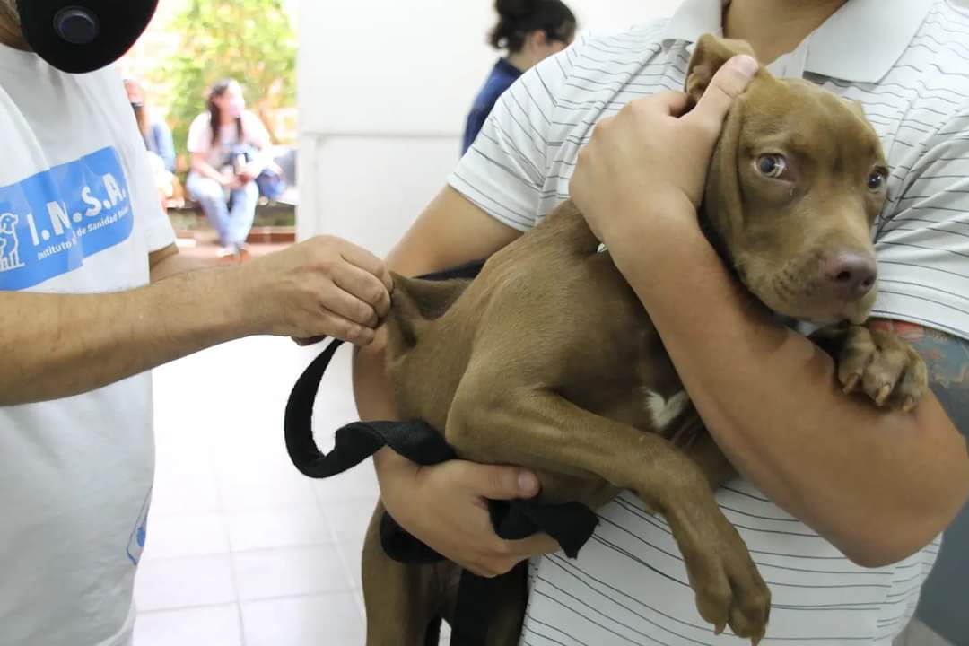 Brindan recomendaciones para el cuidado responsable de mascotas en Posadas 