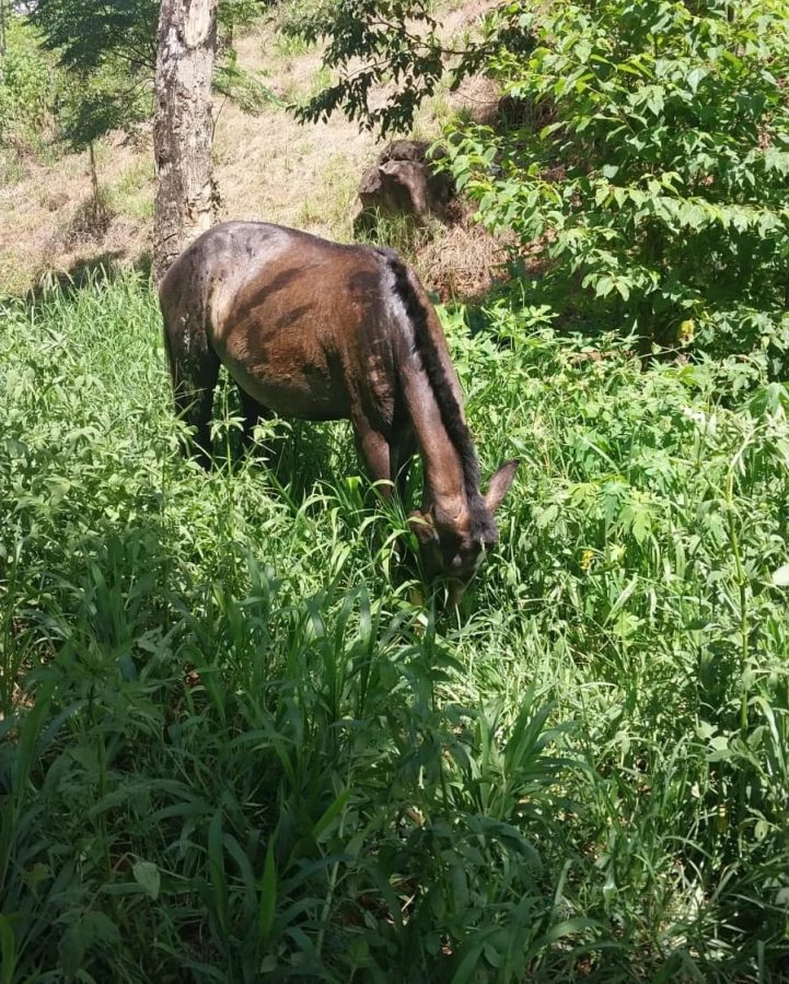 robo de caballo villa bonita 1 - 1