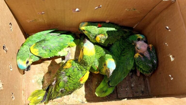 Terminaron tras las rejas por la venta de loros habladores en Piñalito Sur