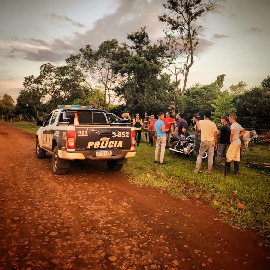 Agentes policiales evitaron que le robaran una yunta de bueyes a un agricultor de 25 de Mayo 1 2 - yunta de bueyes - 1