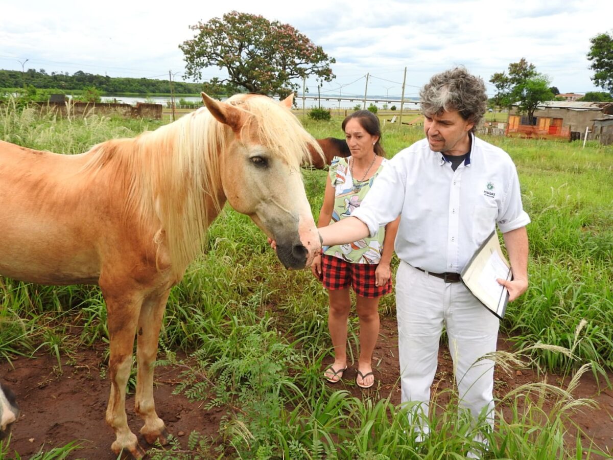 En conjunto con el Senasa, Posadas avanza en la prevención de la encefalomielitis equina
