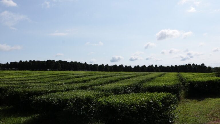 Destacan que la producción de té en Misiones aumentó un 40% respecto al 2023