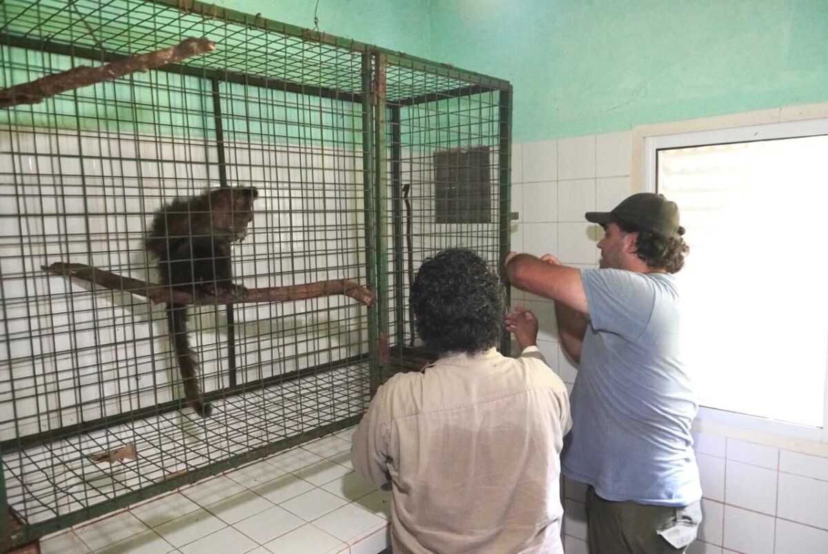 Una mona cai era tenida como mascota y fue rescatada por ecologistas en Obera 1 - 1