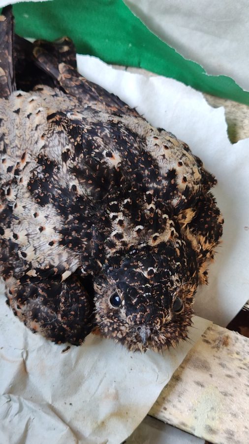 WhatsApp Image 2024 02 27 at 10.32.53 1 - 1