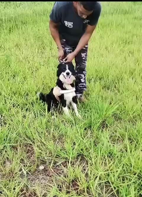 eldorado marihuana 1 - 1