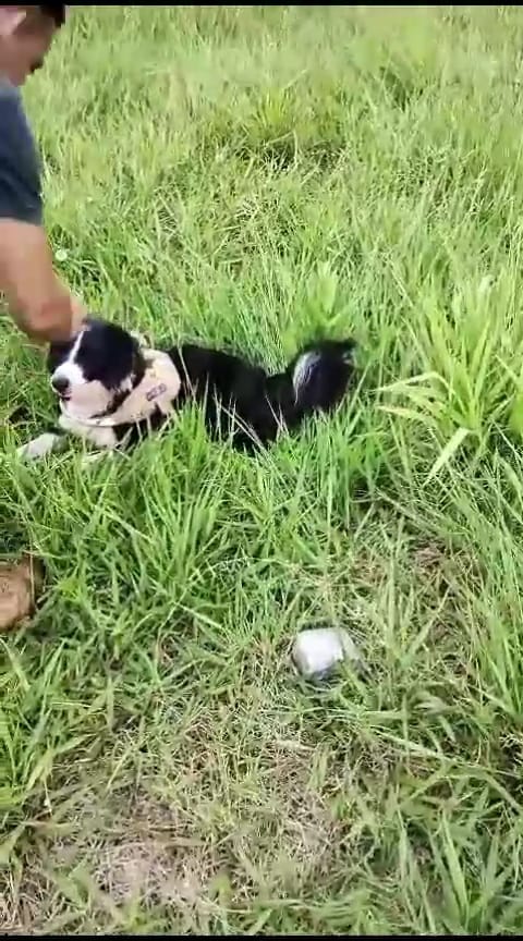 eldorado marihuana 3 - 5