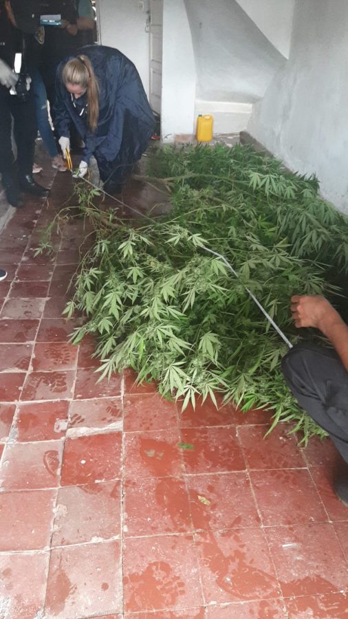 plantas de marihuana 1 - 1