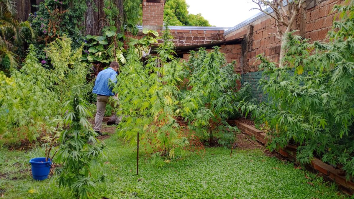 plantas de marihuana 3 - 3