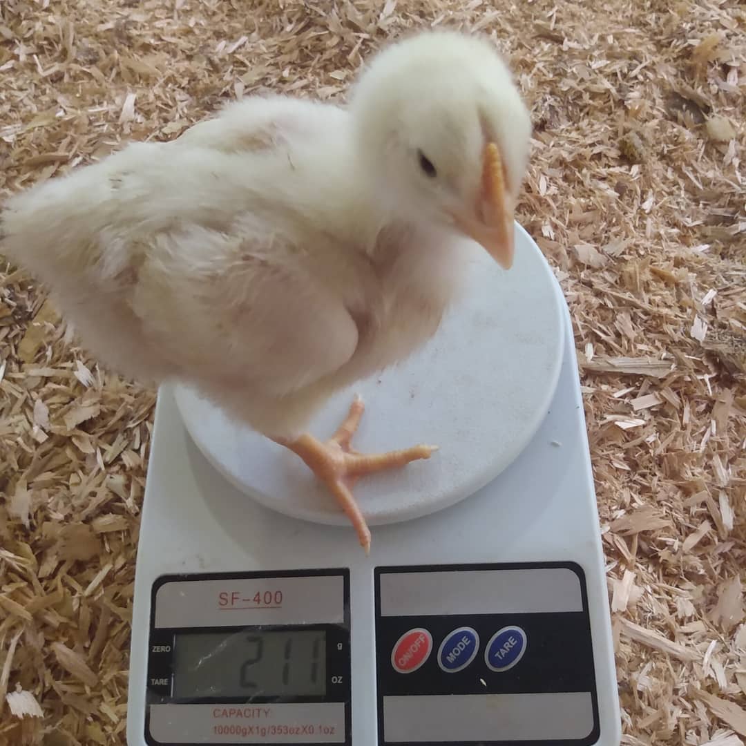 pollos caseros 2 - 1