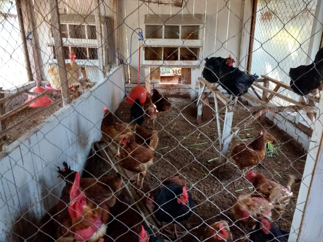 pollos caseros 3 - 3