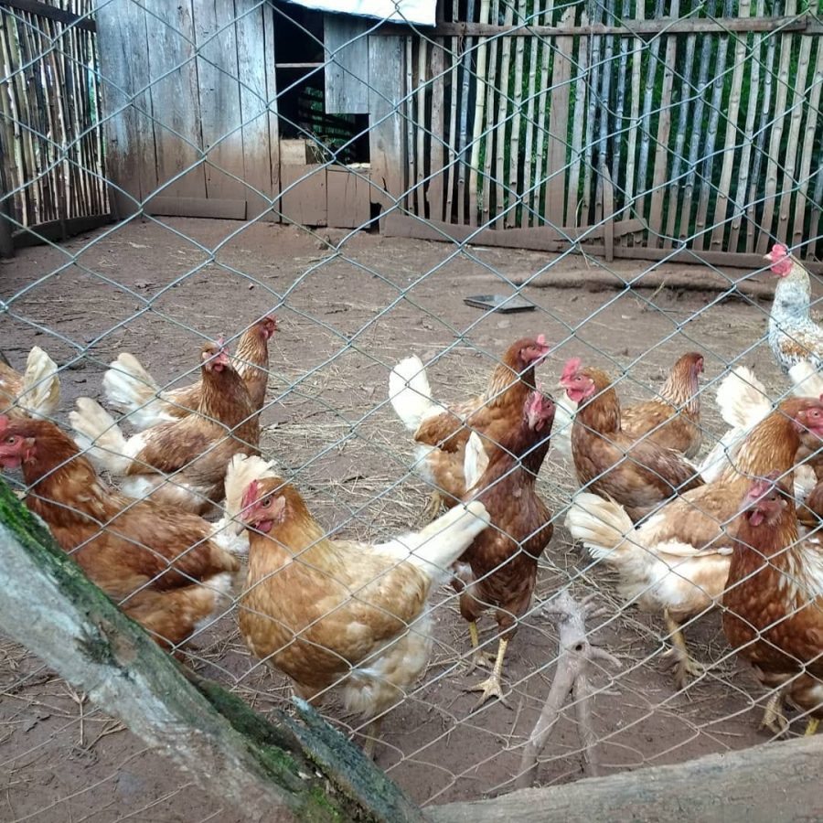 pollos caseros 4 - 5