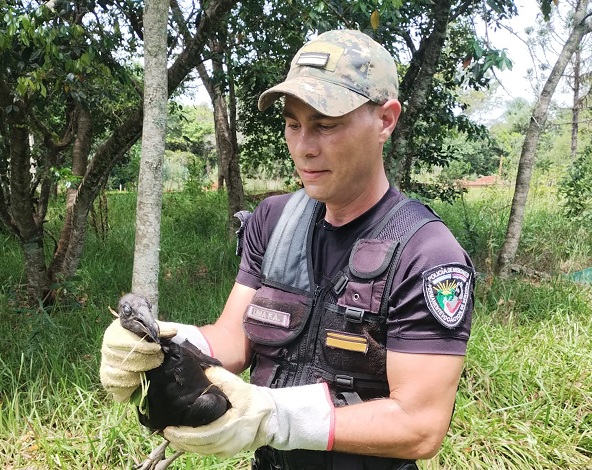Policías resguardaron a especies de animales silvestres en peligro