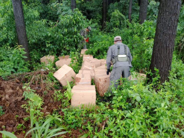 Hallaron en un pinar de Puerto Rico 279 kilos de marihuana