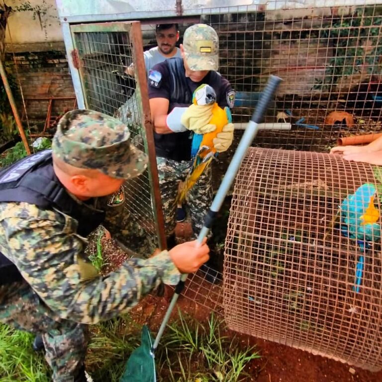Animales silvestres fuera de su hábitat fueron rescatados por policías ambientales
