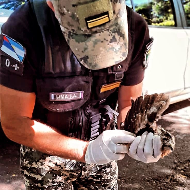 Animales silvestres fuera de su habitat fueron rescatados por policias ambientales 2 - 3