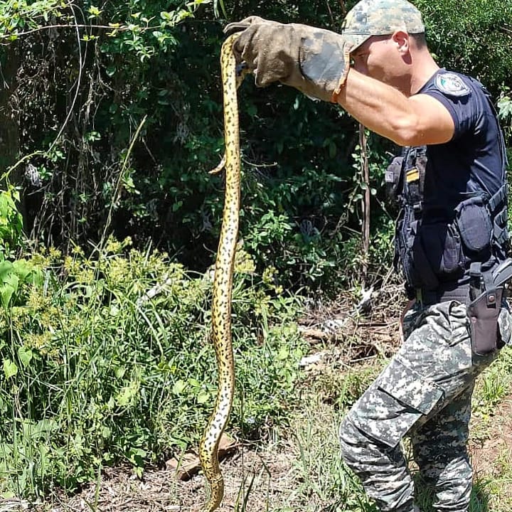 Animales silvestres fuera de su habitat fueron rescatados por policias ambientales 3 - 1