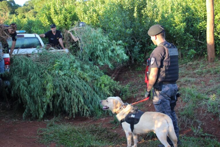 Detectan un campo de plantaciones de marihuana valuadas en casi $600 millones en San Pedro